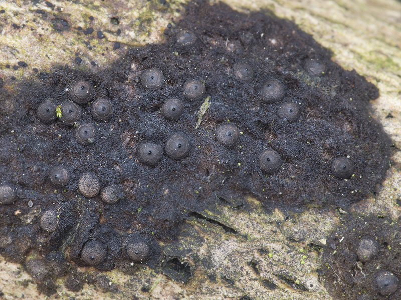 Rosellinia corticium